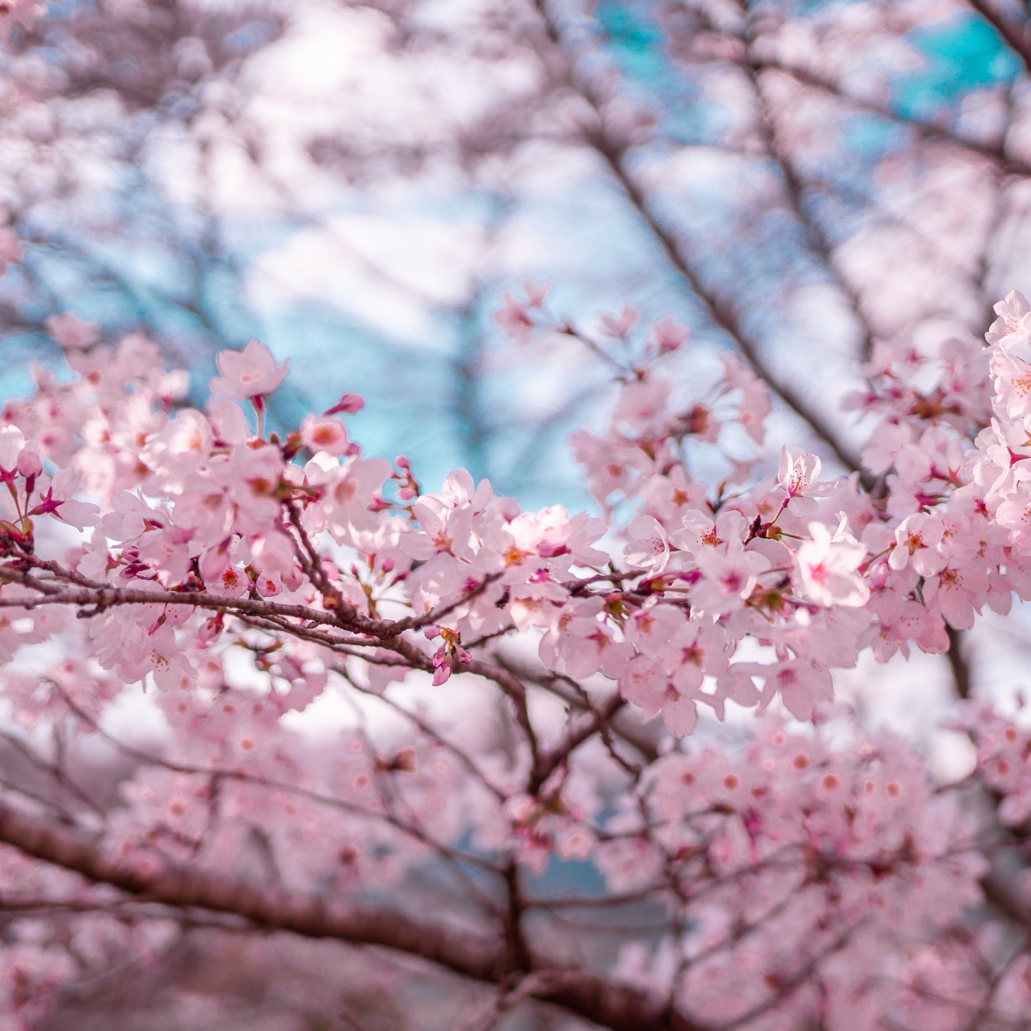 Sakura and Flower Collection