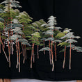 Load image into Gallery viewer, Premium Fabric: July31-01 | Black Forest No
