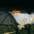 Load image into Gallery viewer, Kintsugi Collection: KINAUG27-07
