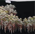 Load image into Gallery viewer, Premium Fabric: July31-01 | Black Forest No
