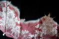 Load image into Gallery viewer, April 20 Live | Premium Fabric: Embroidered Flower in Pink | HB 513 -- FULLY EMBROIDERED!
