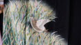 Load image into Gallery viewer, NALB (No Art Left Behind) Fabric: AP27-08 | Black Birds in the Grasslands
